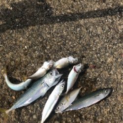サビキは良く釣れます^ ^