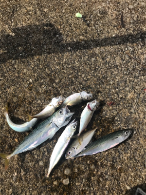 サビキは良く釣れます^ ^