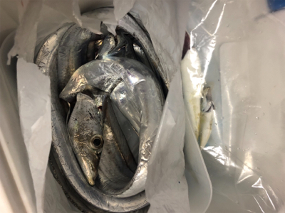 一瞬の時合とマッチザベイト