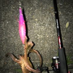 エギングで嬉しい外道GET(^｡^)