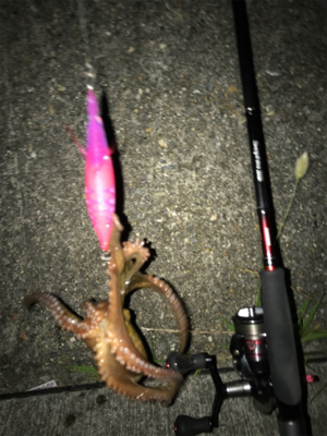 エギングで嬉しい外道GET(^｡^)