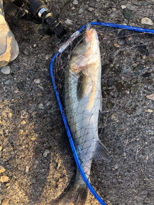 フラット、ロックフィッシュ狙いで