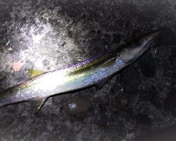 泳がせでそれなりの成果に