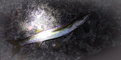 泳がせでそれなりの成果に