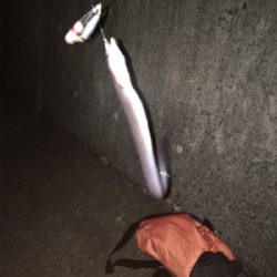 夜釣りの季節です。