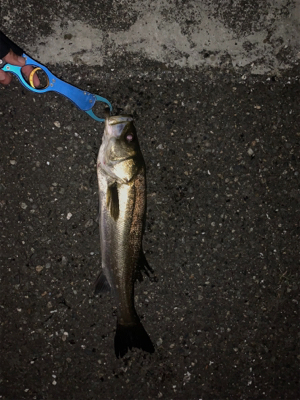 ワンオクぼっち