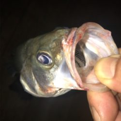 一瞬の時合い、そして無反応