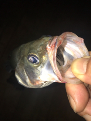 一瞬の時合い、そして無反応