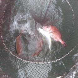 海上釣堀オーパ！！