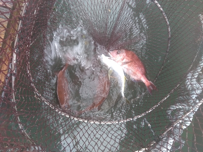 海上釣堀オーパ！！