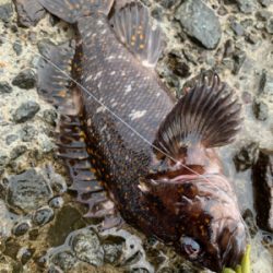 根魚パラダイス