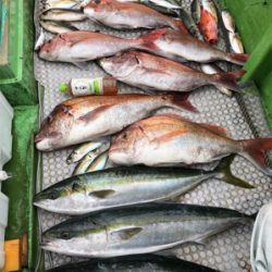 孝洋丸 落とし込み