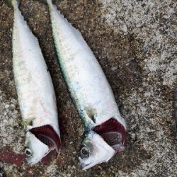 お暇だったので