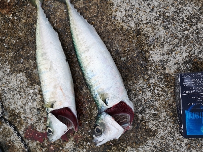 お暇だったので