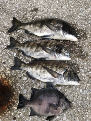 台風通過後の楽しみ！