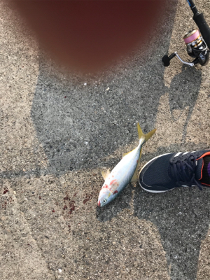 ツバス！！！！