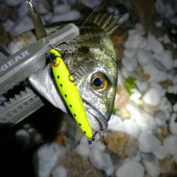 ナイトアジング