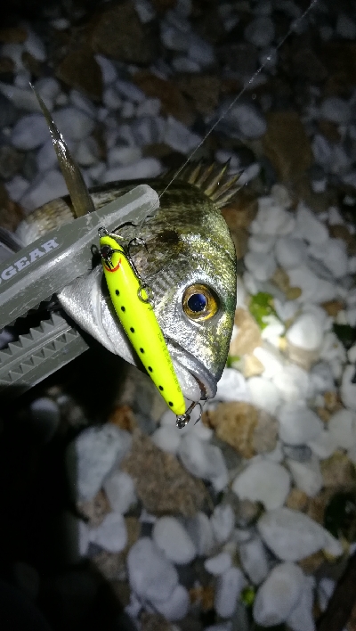 ナイトアジング