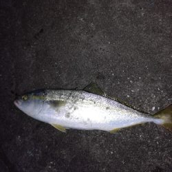 もう少しでハマチ