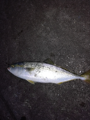 もう少しでハマチ