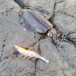 エギング楽しい〜。