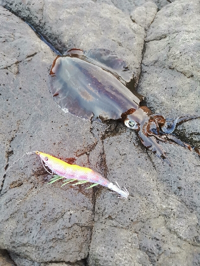 エギング楽しい〜。