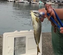 サビキ釣り 初アイゴ