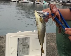 サビキ釣り 初アイゴ