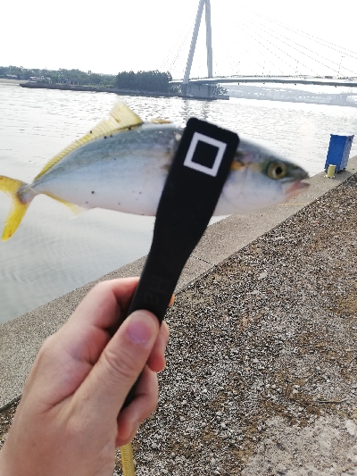 舞洲常吉大橋調査