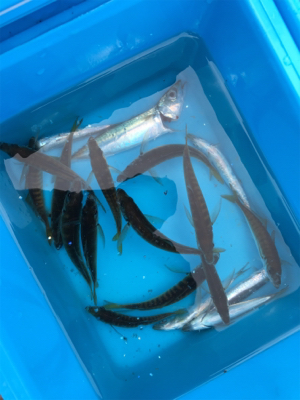 ファミリーサビキ釣り