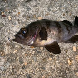 もうすぐ、ケンサキイカ⁈