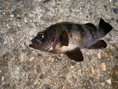 もうすぐ、ケンサキイカ⁈