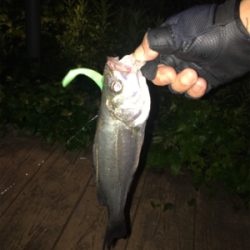 チーバス続き（笑）