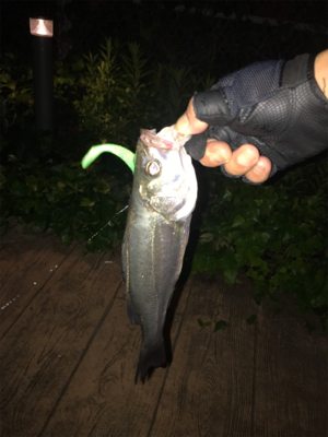 チーバス続き（笑）