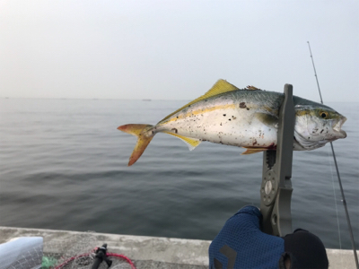 シーバスさがし！