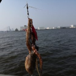 タコまとめて4kg