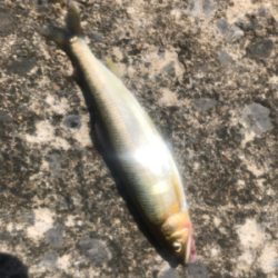 ショアジギング 北海道 道南