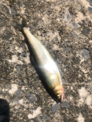 ショアジギング 北海道 道南