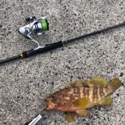 やっと釣れました。