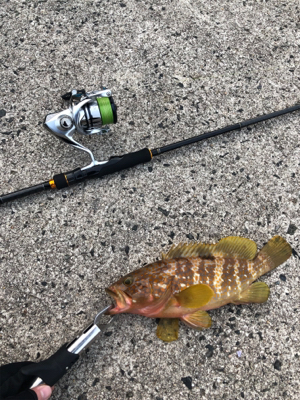 やっと釣れました。