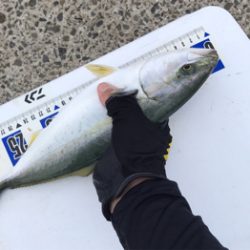 もう少しでハマチ