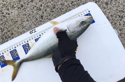 もう少しでハマチ