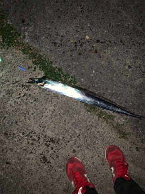 水軒でタチウオ釣り