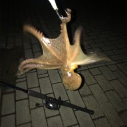 ダブルヘッダーで…