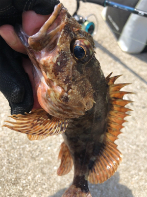 DD8でライトロック