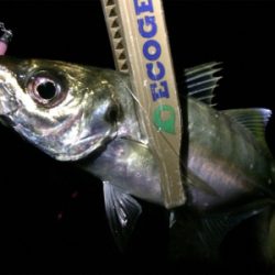 台風一過ライトゲーム