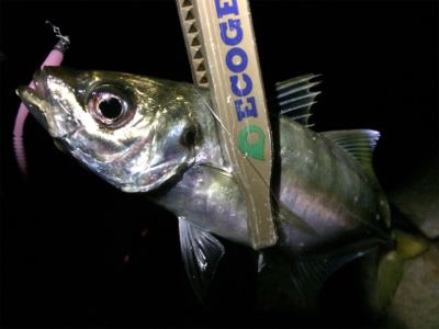 台風一過ライトゲーム