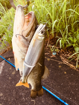 ジョイクロマグナム!!!!