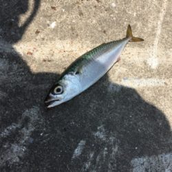 ツバスまだまだイケる