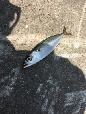 ツバスまだまだイケる